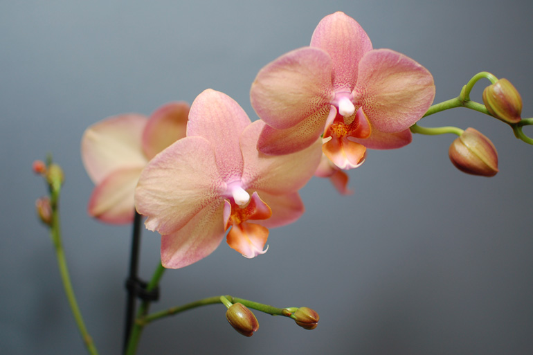 Thé Taureau - Orchidées 